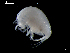  ( - MT03930)  @13 [ ] CreativeCommons - Attribution Non-Commercial Share-Alike (2014) Unspecified Deutsce Zentrum fuer Marine Biodiversitaetsforschung