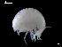  ( - MT03931)  @13 [ ] CreativeCommons - Attribution Non-Commercial Share-Alike (2014) Unspecified Deutsce Zentrum fuer Marine Biodiversitaetsforschung