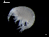  (Metopa rubrovittata - MT03932)  @13 [ ] CreativeCommons - Attribution Non-Commercial Share-Alike (2014) Unspecified Deutsce Zentrum fuer Marine Biodiversitaetsforschung
