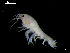  ( - MT03939)  @13 [ ] CreativeCommons - Attribution Non-Commercial Share-Alike (2014) Unspecified Deutsce Zentrum fuer Marine Biodiversitaetsforschung