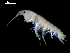  ( - MT03940)  @13 [ ] CreativeCommons - Attribution Non-Commercial Share-Alike (2014) Unspecified Deutsce Zentrum fuer Marine Biodiversitaetsforschung