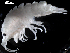  (Gammarellus homari - MT03952)  @13 [ ] CreativeCommons - Attribution Non-Commercial Share-Alike (2014) Unspecified Deutsce Zentrum fuer Marine Biodiversitaetsforschung