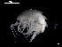  ( - MT03954)  @13 [ ] CreativeCommons - Attribution Non-Commercial Share-Alike (2014) Unspecified Deutsce Zentrum fuer Marine Biodiversitaetsforschung
