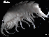 ( - MT03955)  @13 [ ] CreativeCommons - Attribution Non-Commercial Share-Alike (2014) Unspecified Deutsce Zentrum fuer Marine Biodiversitaetsforschung