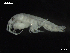  ( - MT03963)  @13 [ ] CreativeCommons - Attribution Non-Commercial Share-Alike (2014) Unspecified Deutsce Zentrum fuer Marine Biodiversitaetsforschung