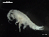  ( - MT03964)  @13 [ ] CreativeCommons - Attribution Non-Commercial Share-Alike (2014) Unspecified Deutsce Zentrum fuer Marine Biodiversitaetsforschung