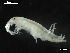  ( - MT03966)  @13 [ ] CreativeCommons - Attribution Non-Commercial Share-Alike (2014) Unspecified Deutsce Zentrum fuer Marine Biodiversitaetsforschung