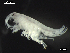  ( - MT03967)  @13 [ ] CreativeCommons - Attribution Non-Commercial Share-Alike (2014) Unspecified Deutsce Zentrum fuer Marine Biodiversitaetsforschung
