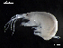  ( - MT03969)  @13 [ ] CreativeCommons - Attribution Non-Commercial Share-Alike (2014) Unspecified Deutsce Zentrum fuer Marine Biodiversitaetsforschung