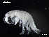  ( - MT03970)  @13 [ ] CreativeCommons - Attribution Non-Commercial Share-Alike (2014) Unspecified Deutsce Zentrum fuer Marine Biodiversitaetsforschung