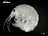  ( - MT03988)  @13 [ ] CreativeCommons - Attribution Non-Commercial Share-Alike (2014) Unspecified Deutsce Zentrum fuer Marine Biodiversitaetsforschung