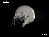  ( - MT03989)  @13 [ ] CreativeCommons - Attribution Non-Commercial Share-Alike (2014) Unspecified Deutsce Zentrum fuer Marine Biodiversitaetsforschung