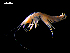  ( - MT04311)  @11 [ ] CreativeCommons - Attribution Non-Commercial Share-Alike (2012) Michael Raupach DZMB / Senckenberg am Meer