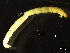 (Halocladius varians - BNSB0101)  @11 [ ] CreativeCommons  Attribution
Non-Commercial Share-Alike (2022) Wiebke Stamerjohanns German Centre for Marine Biodiversity Research, Senckenberg am Meer