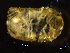  ( - BNSB0103)  @11 [ ] CreativeCommons  Attribution
Non-Commercial Share-Alike (2022) Wiebke Stamerjohanns German Centre for Marine Biodiversity Research, Senckenberg am Meer
