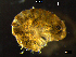  ( - BNSB0104)  @11 [ ] CreativeCommons  Attribution
Non-Commercial Share-Alike (2022) Wiebke Stamerjohanns German Centre for Marine Biodiversity Research, Senckenberg am Meer