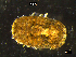  ( - BNSB0105)  @11 [ ] CreativeCommons  Attribution
Non-Commercial Share-Alike (2022) Wiebke Stamerjohanns German Centre for Marine Biodiversity Research, Senckenberg am Meer