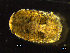  ( - BNSB0024)  @11 [ ] CreativeCommons  Attribution
Non-Commercial Share-Alike (2022) Wiebke Stamerjohanns German Centre for Marine Biodiversity Research, Senckenberg am Meer