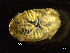  ( - BNSB0024)  @11 [ ] CreativeCommons  Attribution
Non-Commercial Share-Alike (2022) Wiebke Stamerjohanns German Centre for Marine Biodiversity Research, Senckenberg am Meer
