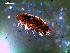  ( - MT03135)  @12 [ ] CreativeCommons - Attribution Non-Commercial Share-Alike (2012) Michael Raupach DZMB / Senckenberg am Meer