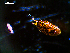  ( - MT03137)  @11 [ ] CreativeCommons - Attribution Non-Commercial Share-Alike (2012) Michael Raupach DZMB / Senckenberg am Meer
