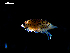  ( - MT03140)  @11 [ ] CreativeCommons - Attribution Non-Commercial Share-Alike (2012) Michael Raupach DZMB / Senckenberg am Meer