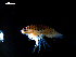  ( - MT03142)  @11 [ ] CreativeCommons - Attribution Non-Commercial Share-Alike (2012) Michael Raupach DZMB / Senckenberg am Meer