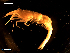  (Pontophilus - MT05836)  @13 [ ] CreativeCommons - Attribution Share-Alike (2014) Michael Raupach DZMB / Senckenberg am Meer