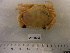  ( - MT08103)  @12 [ ] CreativeCommons - Attribution Non-Commercial Share-Alike (2014) Unspecified Deutsches Zentrum fuer Marine Biodiversitaetsforschung