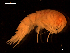  ( - MT06759)  @14 [ ] CreativeCommons - Attribution Share-Alike (2014) Michael Raupach DZMB / Senckenberg am Meer
