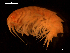  ( - MT07103)  @14 [ ] CreativeCommons - Attribution Share-Alike (2014) Michael Raupach DZMB / Senckenberg am Meer