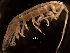  ( - MT01427)  @11 [ ] CreativeCommons - Attribution Non-Commercial Share-Alike (2014) Unspecified Deutsches Zentrum fuer Marine Biodiversitaetsforschung