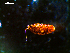  ( - MT03138)  @11 [ ] CreativeCommons - Attribution Non-Commercial Share-Alike (2014) Unspecified Deutsches Zentrum fuer Marine Biodiversitaetsforschung