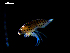  ( - MT03141)  @11 [ ] CreativeCommons - Attribution Non-Commercial Share-Alike (2014) Unspecified Deutsches Zentrum fuer Marine Biodiversitaetsforschung