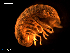  ( - MT08901)  @11 [ ] CreativeCommons - Attribution Non-Commercial Share-Alike (2014) Unspecified Deutsches Zentrum fuer Marine Biodiversitaetsforschung
