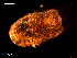  ( - MT08905)  @11 [ ] CreativeCommons - Attribution Non-Commercial Share-Alike (2014) Unspecified Deutsches Zentrum fuer Marine Biodiversitaetsforschung