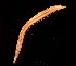  ( - MT03438)  @11 [ ] CreativeCommons - Attribution Non-Commercial Share-Alike (2011) Inga Mohrbeck DZMB