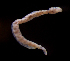  ( - MT03449)  @11 [ ] CreativeCommons - Attribution Non-Commercial Share-Alike (2011) Inga Mohrbeck DZMB