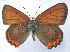  ( - CSU-CPG-LEP 1601)  @13 [ ] CreativeCommons - Attribution Share-Alike (2012) Paul A. Opler Paul and Evi Nature Photography