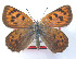  ( - CSU-CPG-LEP 1624)  @13 [ ] CreativeCommons - Attribution Share-Alike (2012) Paul A. Opler Paul and Evi Nature Photography