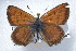 ( - CSU-CPG-LEP 1636)  @13 [ ] CreativeCommons - Attribution Share-Alike (2012) Paul A. Opler Paul and Evi Nature Photography