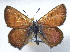  ( - CSU-CPG-LEP 1637)  @13 [ ] CreativeCommons - Attribution Share-Alike (2012) Paul A. Opler Paul and Evi Nature Photography
