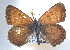  ( - CSU-CPG-LEP 1638)  @13 [ ] CreativeCommons - Attribution Share-Alike (2012) Paul A. Opler Paul and Evi Nature Photography