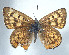  ( - CSU-CPG-LEP 1642)  @11 [ ] CreativeCommons - Attribution Share-Alike (2012) Paul A. Opler Paul and Evi Nature Photography