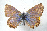  (Icaricia monticola - CSU-CPG-LEP 1689)  @14 [ ] CreativeCommons - Attribution Share-Alike (2012) Paul A. Opler Paul and Evi Nature Photography