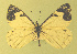  ( - CSU-CPG-LEP-1698)  @12 [ ] CreativeCommons - Attribution Share-Alike (2012) Paul A. Opler Colorado State University, C.P. Gillette Museum of Arthropod Diversity