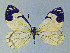  ( - CSU-CPG-LEP-1699)  @12 [ ] CreativeCommons - Attribution Share-Alike (2012) Paul A. Opler Colorado State University, C.P. Gillette Museum of Arthropod Diversity