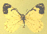  ( - CSU-CPG-LEP-1700)  @12 [ ] CreativeCommons - Attribution Share-Alike (2012) Paul A. Opler Colorado State University, C.P. Gillette Museum of Arthropod Diversity