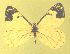  ( - CSU-CPG-LEP-1701)  @12 [ ] CreativeCommons - Attribution Share-Alike (2012) Paul A. Opler Colorado State University, C.P. Gillette Museum of Arthropod Diversity