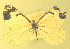  ( - CSU-CPG-LEP-1702)  @12 [ ] CreativeCommons - Attribution Share-Alike (2012) Paul A. Opler Colorado State University, C.P. Gillette Museum of Arthropod Diversity